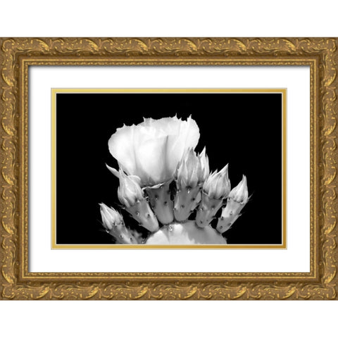 Prickly Pear Blossom and Buds BW Gold Ornate Wood Framed Art Print with Double Matting by Taylor, Douglas