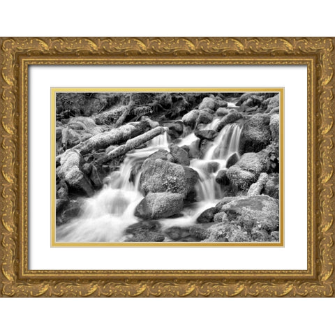 Forest Stream BW Gold Ornate Wood Framed Art Print with Double Matting by Taylor, Douglas