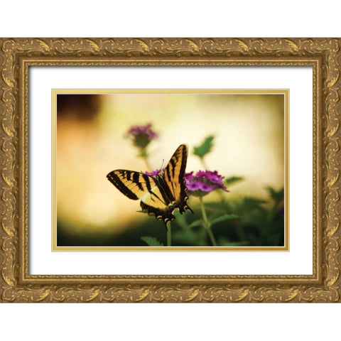 Garden Butterfly IV Gold Ornate Wood Framed Art Print with Double Matting by Clayton-Thompson, Philip