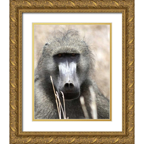 Baboon Portrait I Gold Ornate Wood Framed Art Print with Double Matting by Underdahl, Dana