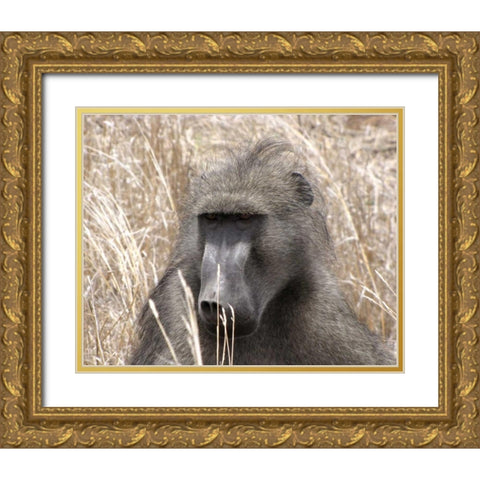 Baboon Portrait IV Gold Ornate Wood Framed Art Print with Double Matting by Underdahl, Dana