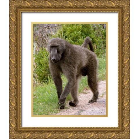 Baboon II Gold Ornate Wood Framed Art Print with Double Matting by Underdahl, Dana