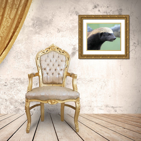 Badger I Gold Ornate Wood Framed Art Print with Double Matting by Underdahl, Dana