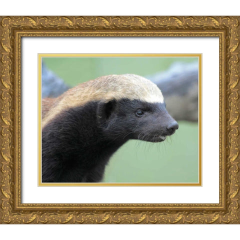 Badger I Gold Ornate Wood Framed Art Print with Double Matting by Underdahl, Dana