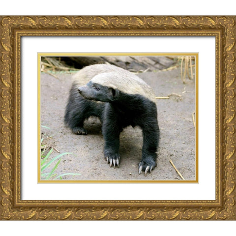 Badger II Gold Ornate Wood Framed Art Print with Double Matting by Underdahl, Dana