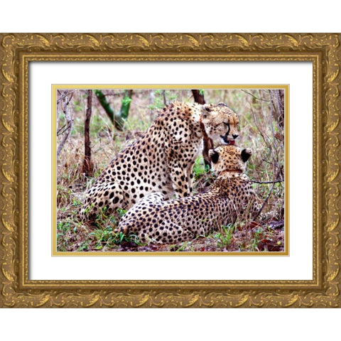 Safari Cheetah II Gold Ornate Wood Framed Art Print with Double Matting by Underdahl, Dana