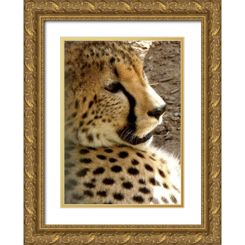 Cheetah Portrait I Gold Ornate Wood Framed Art Print with Double Matting by Underdahl, Dana