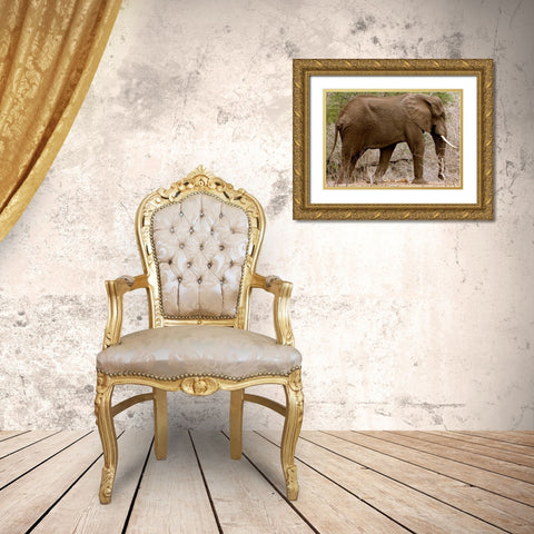 Elephant I Gold Ornate Wood Framed Art Print with Double Matting by Underdahl, Dana