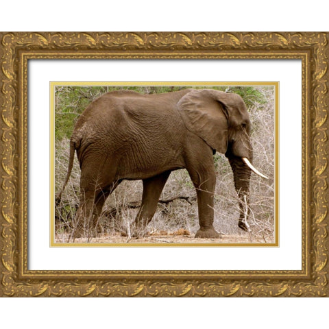 Elephant I Gold Ornate Wood Framed Art Print with Double Matting by Underdahl, Dana