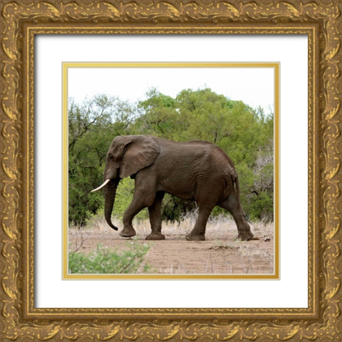 Safari Elephant I Gold Ornate Wood Framed Art Print with Double Matting by Underdahl, Dana