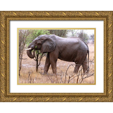 African Elephant I Gold Ornate Wood Framed Art Print with Double Matting by Underdahl, Dana