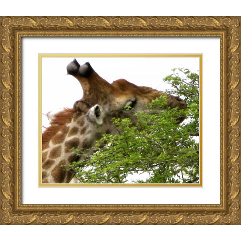 Giraffe I Gold Ornate Wood Framed Art Print with Double Matting by Underdahl, Dana