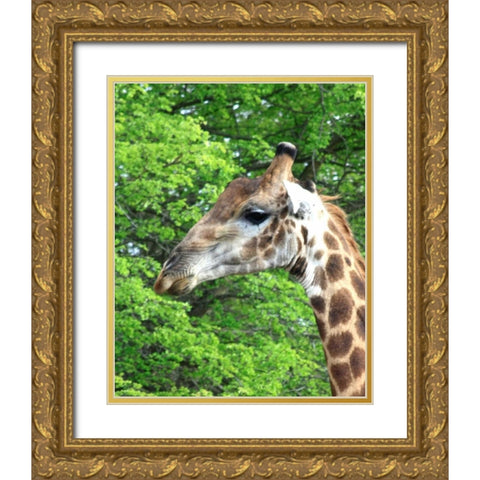Giraffe III Gold Ornate Wood Framed Art Print with Double Matting by Underdahl, Dana