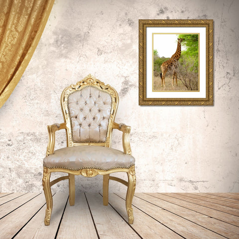 Giraffe Walk III Gold Ornate Wood Framed Art Print with Double Matting by Underdahl, Dana
