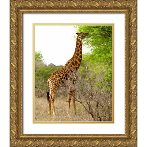 Giraffe Walk III Gold Ornate Wood Framed Art Print with Double Matting by Underdahl, Dana