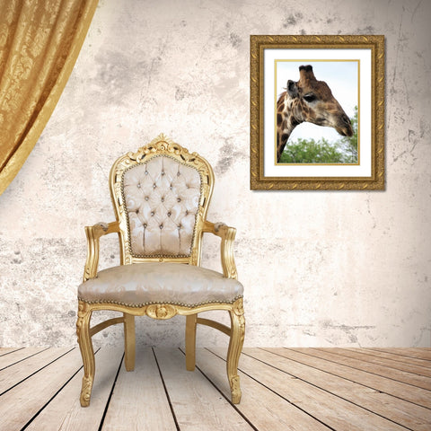 Giraffe Portrait IV Gold Ornate Wood Framed Art Print with Double Matting by Underdahl, Dana