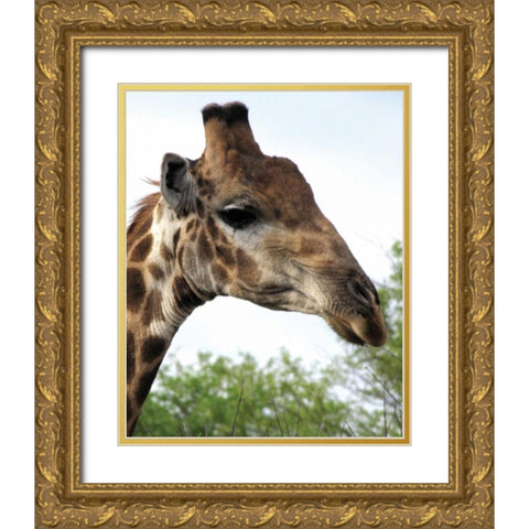 Giraffe Portrait IV Gold Ornate Wood Framed Art Print with Double Matting by Underdahl, Dana