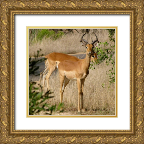 Impala III Gold Ornate Wood Framed Art Print with Double Matting by Underdahl, Dana