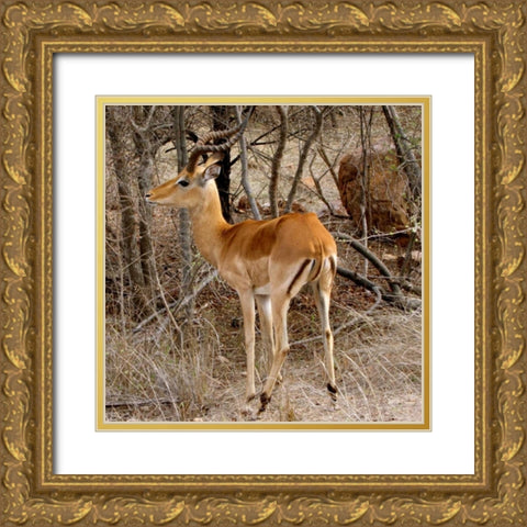 Impala V Gold Ornate Wood Framed Art Print with Double Matting by Underdahl, Dana
