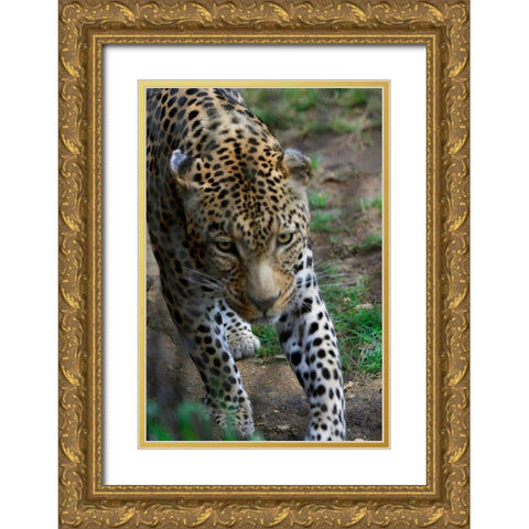 Leopard I Gold Ornate Wood Framed Art Print with Double Matting by Underdahl, Dana