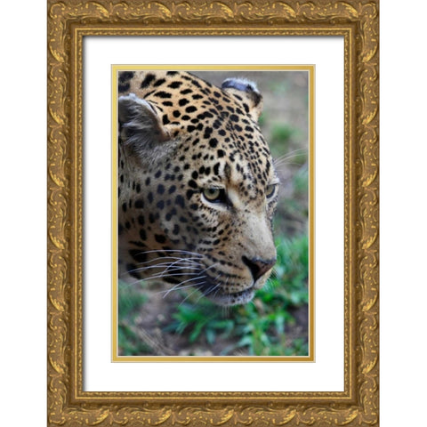 Leopard II Gold Ornate Wood Framed Art Print with Double Matting by Underdahl, Dana