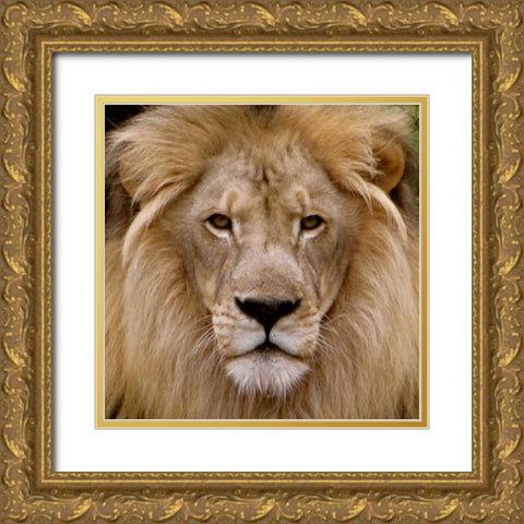 Male Lion Gold Ornate Wood Framed Art Print with Double Matting by Underdahl, Dana