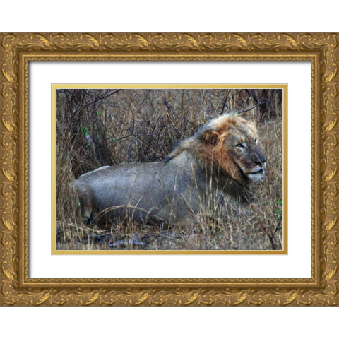 Resting Lion I Gold Ornate Wood Framed Art Print with Double Matting by Underdahl, Dana