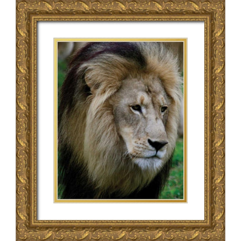 Lion III Gold Ornate Wood Framed Art Print with Double Matting by Underdahl, Dana