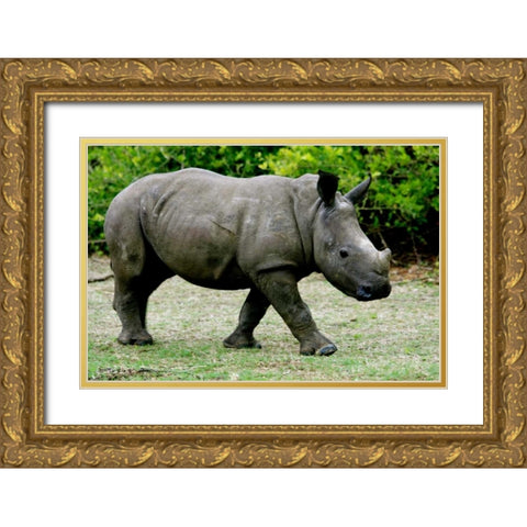 Rhino III Gold Ornate Wood Framed Art Print with Double Matting by Underdahl, Dana