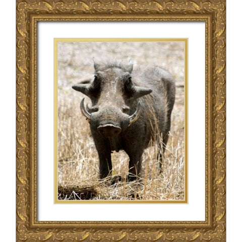 Warthog Gold Ornate Wood Framed Art Print with Double Matting by Underdahl, Dana