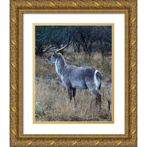 Waterbuck I Gold Ornate Wood Framed Art Print with Double Matting by Underdahl, Dana
