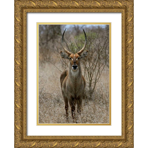 Safari Waterbuck II Gold Ornate Wood Framed Art Print with Double Matting by Underdahl, Dana