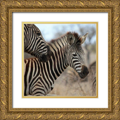 Zebra Baby I Gold Ornate Wood Framed Art Print with Double Matting by Underdahl, Dana