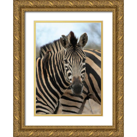 Sarari Zebra I Gold Ornate Wood Framed Art Print with Double Matting by Underdahl, Dana