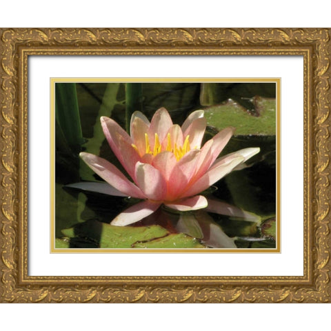 Pink Water Lily Gold Ornate Wood Framed Art Print with Double Matting by Underdahl, Dana