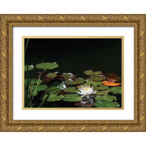 White Water Lily I Gold Ornate Wood Framed Art Print with Double Matting by Underdahl, Dana
