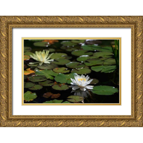 White Water Lily II Gold Ornate Wood Framed Art Print with Double Matting by Underdahl, Dana