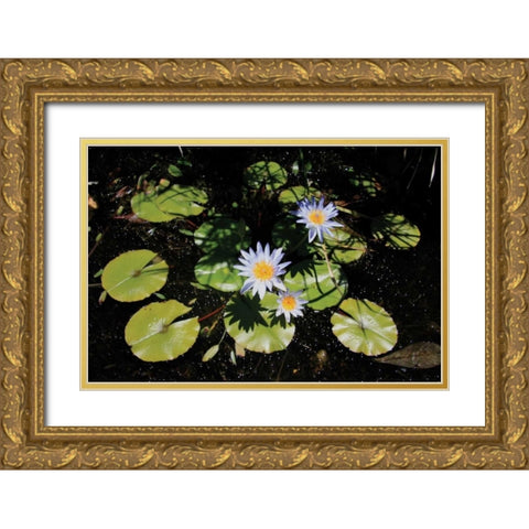 Blue Water Lily I Gold Ornate Wood Framed Art Print with Double Matting by Underdahl, Dana