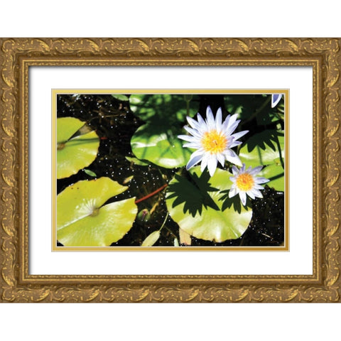 Blue Water Lily II Gold Ornate Wood Framed Art Print with Double Matting by Underdahl, Dana
