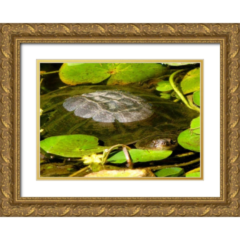 Water Lily Turtle Gold Ornate Wood Framed Art Print with Double Matting by Underdahl, Dana