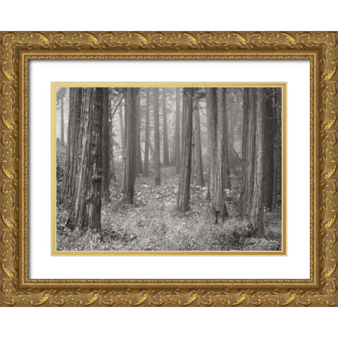 Pine Tree Grove II BandW Gold Ornate Wood Framed Art Print with Double Matting by Geyman, Vitaly