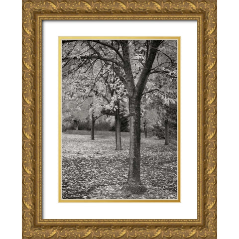 Fall Tree Grove I BandW Gold Ornate Wood Framed Art Print with Double Matting by Geyman, Vitaly