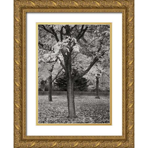 Fall Tree Grove II BandW Gold Ornate Wood Framed Art Print with Double Matting by Geyman, Vitaly