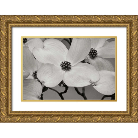 Dogwood Delicacy III BandW Gold Ornate Wood Framed Art Print with Double Matting by Geyman, Vitaly