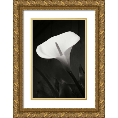 Calla Lily Perfection I Gold Ornate Wood Framed Art Print with Double Matting by Geyman, Vitaly
