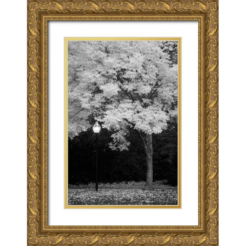 Fall Abundance IX B and W Gold Ornate Wood Framed Art Print with Double Matting by Geyman, Vitaly