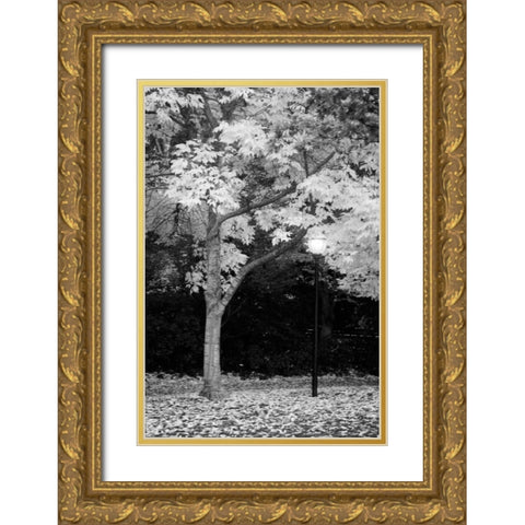 Fall Abundance X B and W Gold Ornate Wood Framed Art Print with Double Matting by Geyman, Vitaly