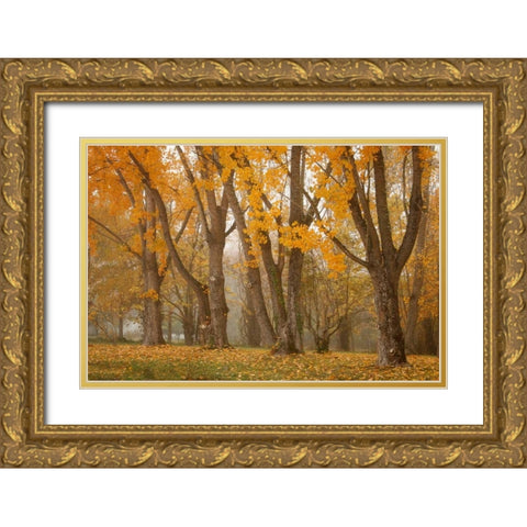 Maple Parade I Gold Ornate Wood Framed Art Print with Double Matting by Geyman, Vitaly