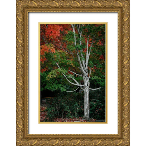 Tree of Life I Gold Ornate Wood Framed Art Print with Double Matting by Geyman, Vitaly