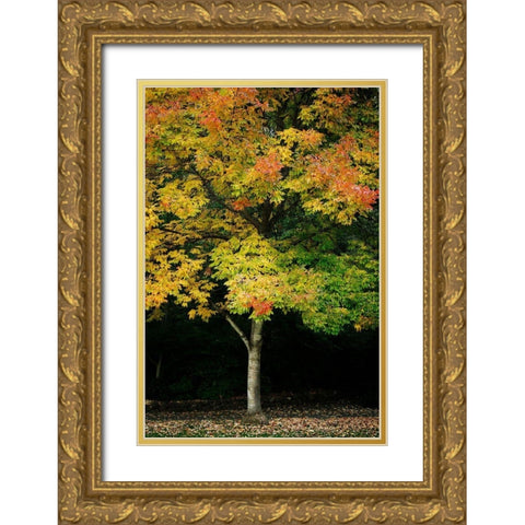 Tree of Life II Gold Ornate Wood Framed Art Print with Double Matting by Geyman, Vitaly
